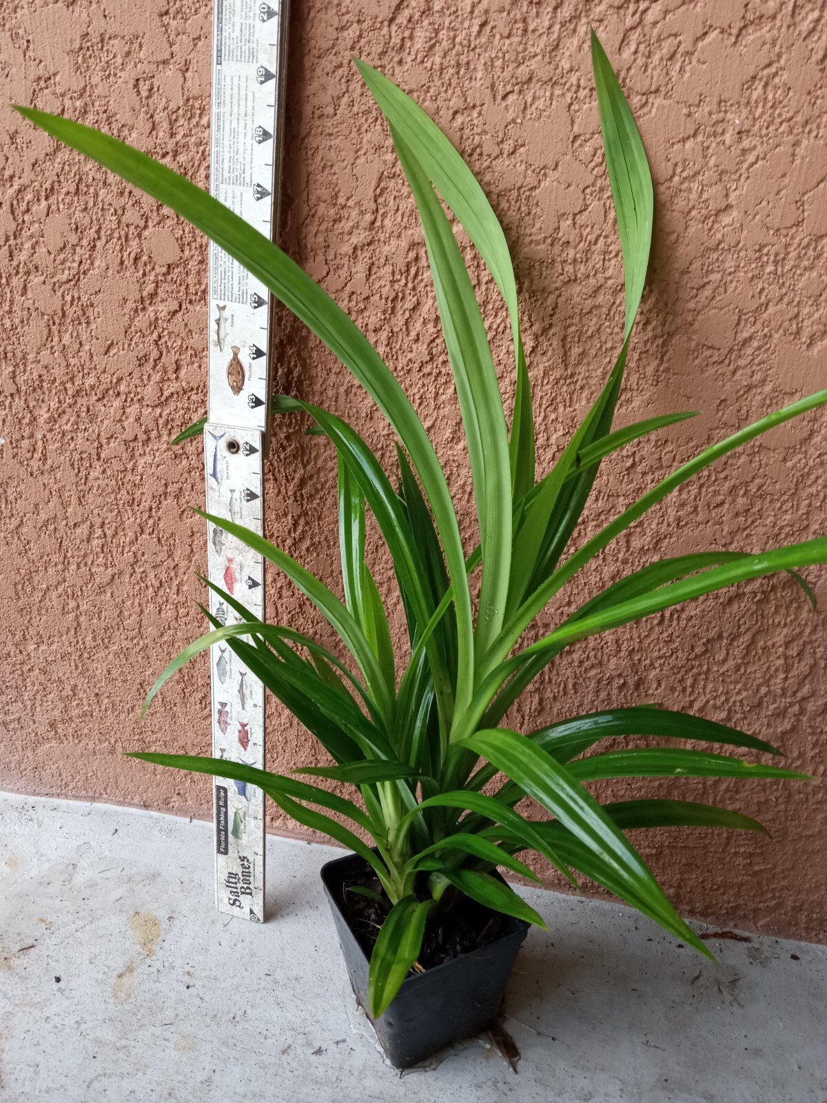 Mother + Babies Pandan fragrant , Pandanus amaryllifolius rooted live Plants