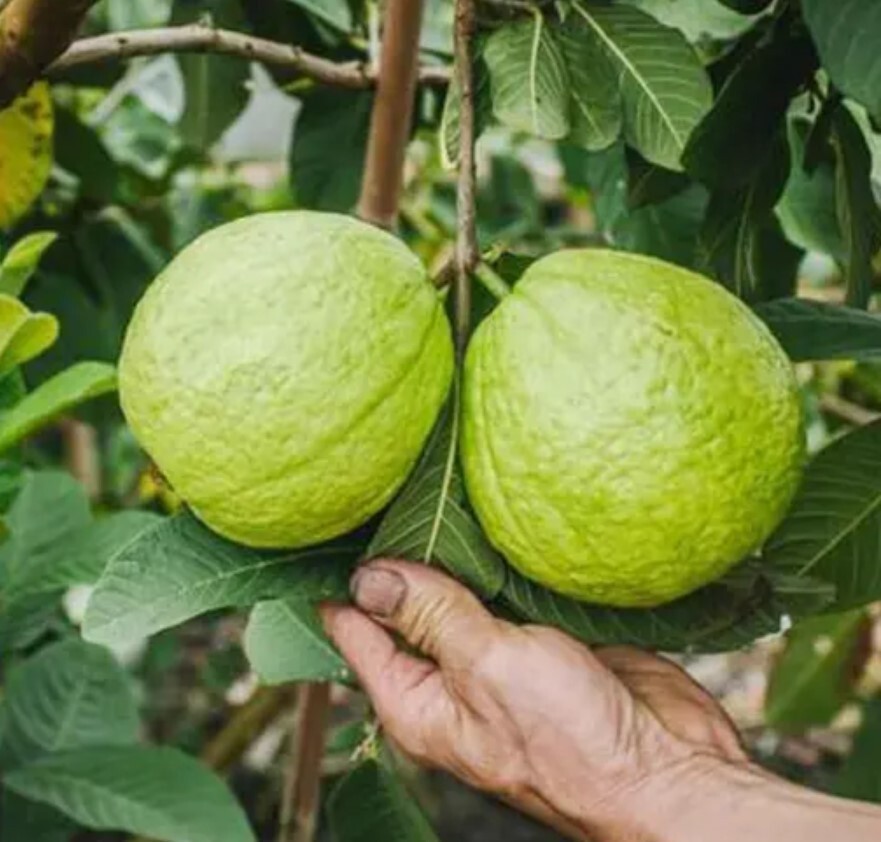 White Guava Starter Plant – 6-10in Tall – 4in Pot – Guava Tropical Fruit
