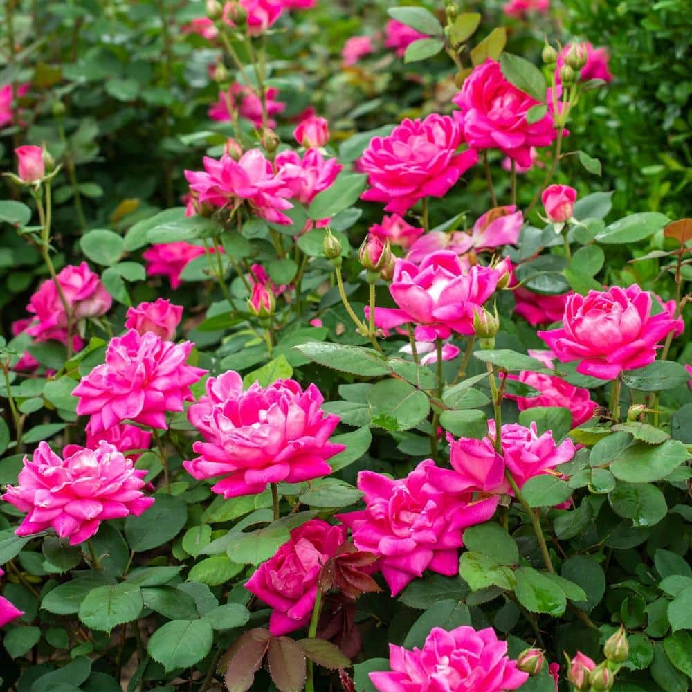 1 Gallon Double Pink Knock Out® Rose Shrub Spring Planting
