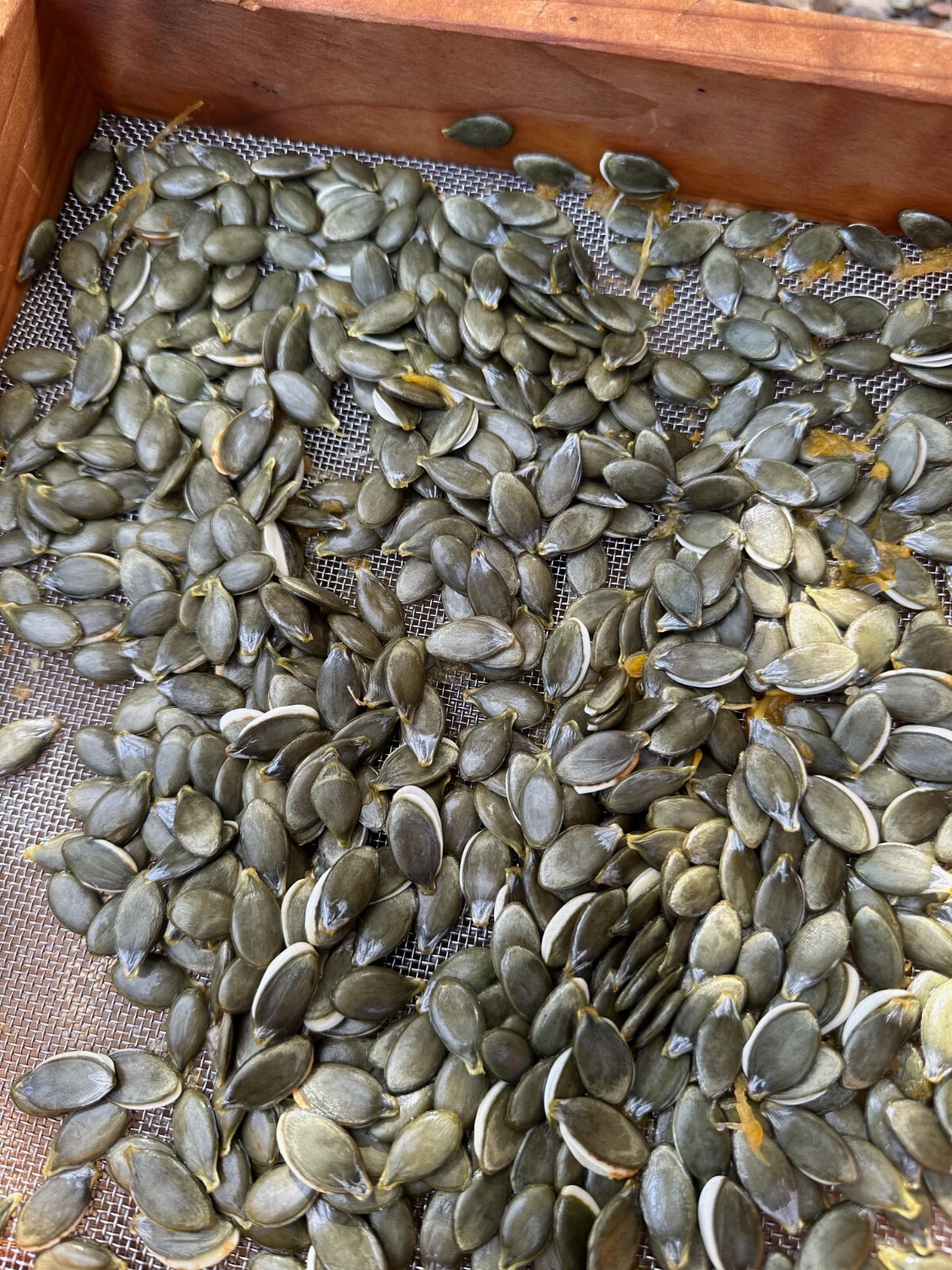 Styrian Hulless Pumpkin Seeds: Certified Organic, Non-GMO Seed Packet or Bulk