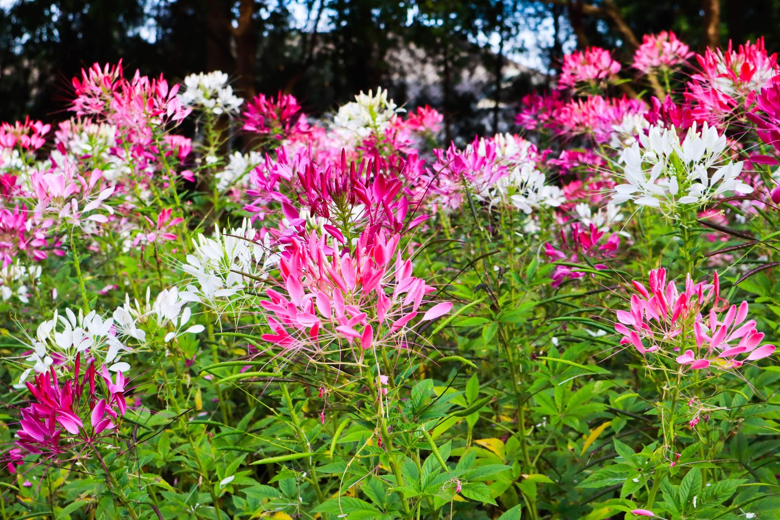 250 MIXED Colors QUEEN CLEOME Hassleriana Spinosa Spider Flower Seeds