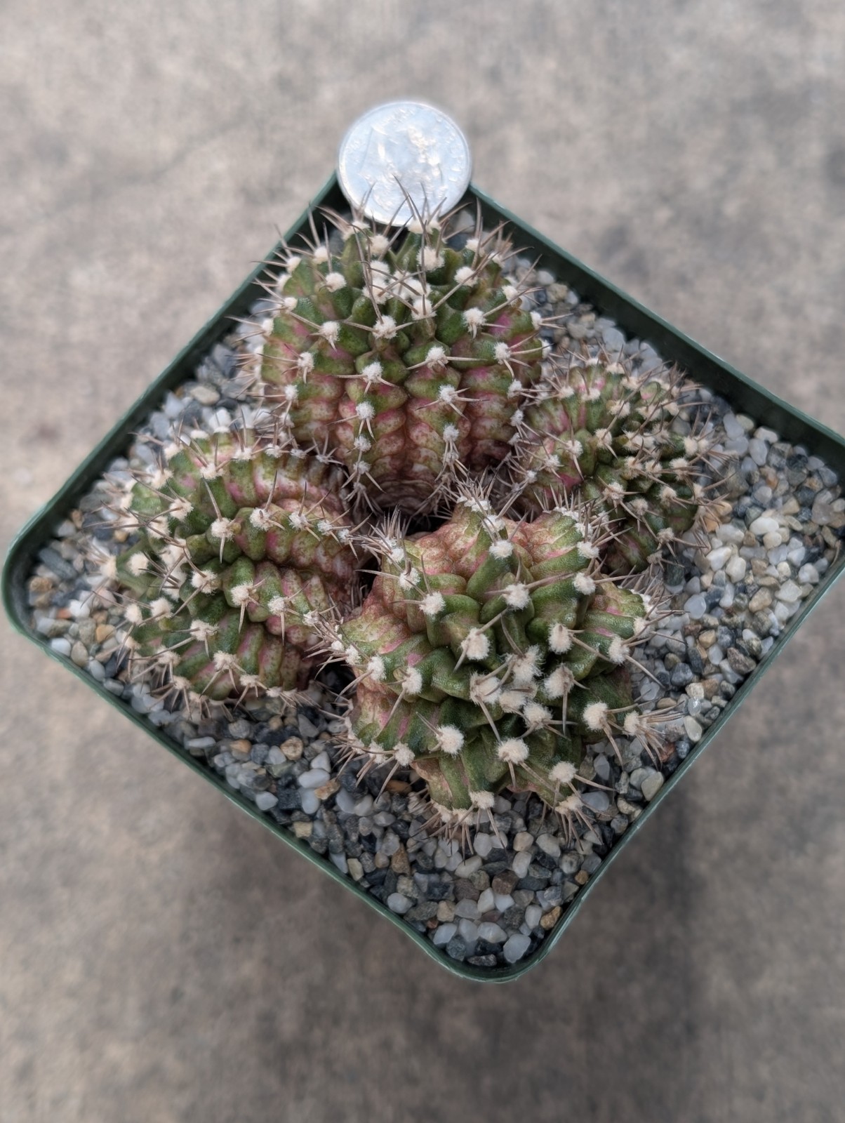 Gymnocalycium T-Rex 🤍 🩷 Bouquet Style, White & Pink Combo, shown in 3″ Pot