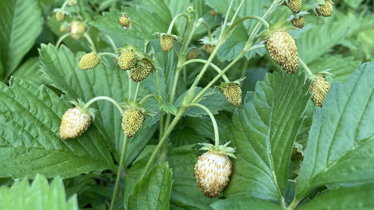 Fragaria vesca | Yellow Wonder | 100 Seeds