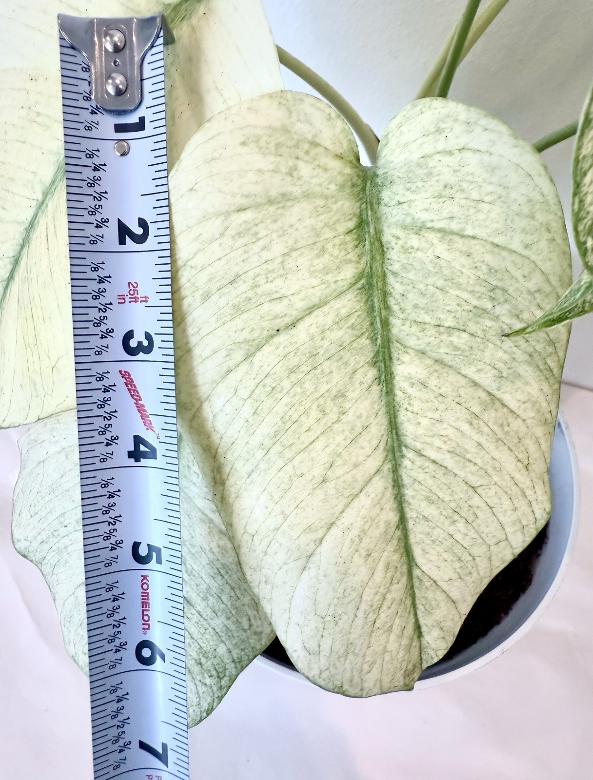 Rooted Monstera Deliciosa Mint Variegata Plant