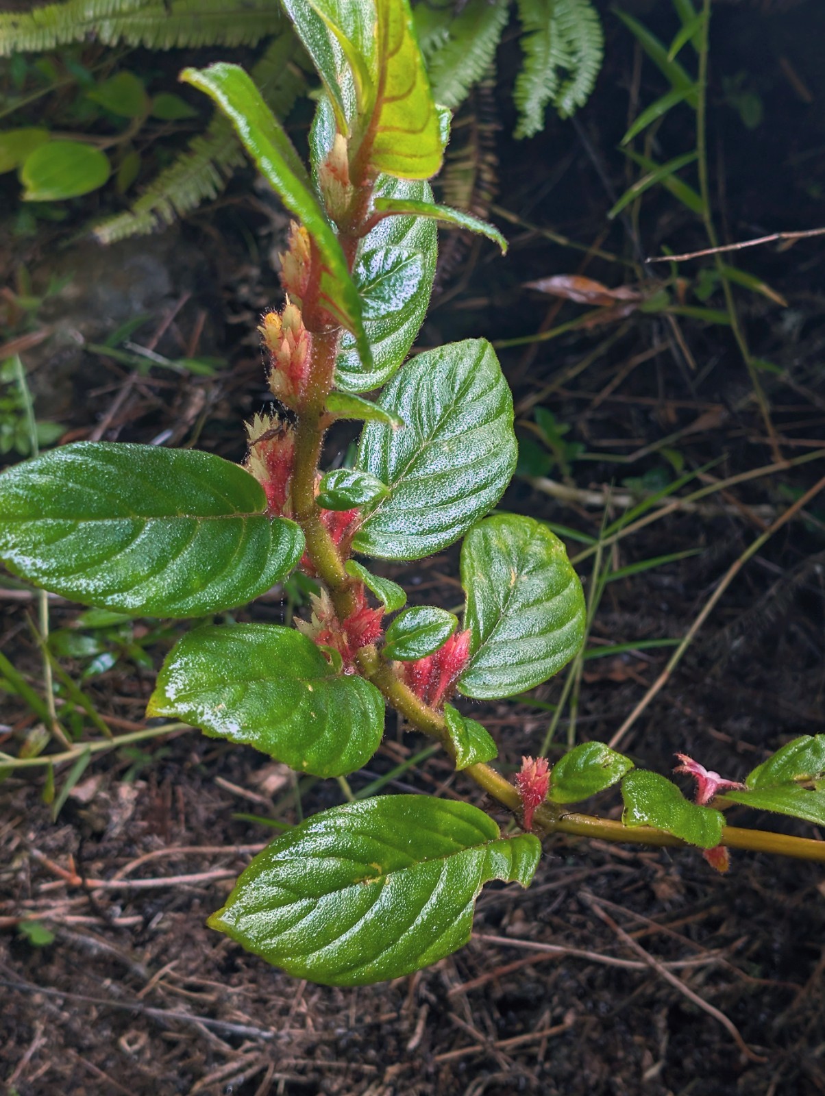 xTwo 4″ inch long bare Cuttings : Pink Columnea Vine exotic look needs humidity