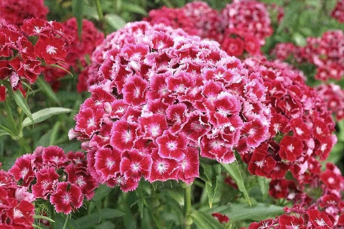 Dianthus barbatus | Sweet William | 100_Seeds