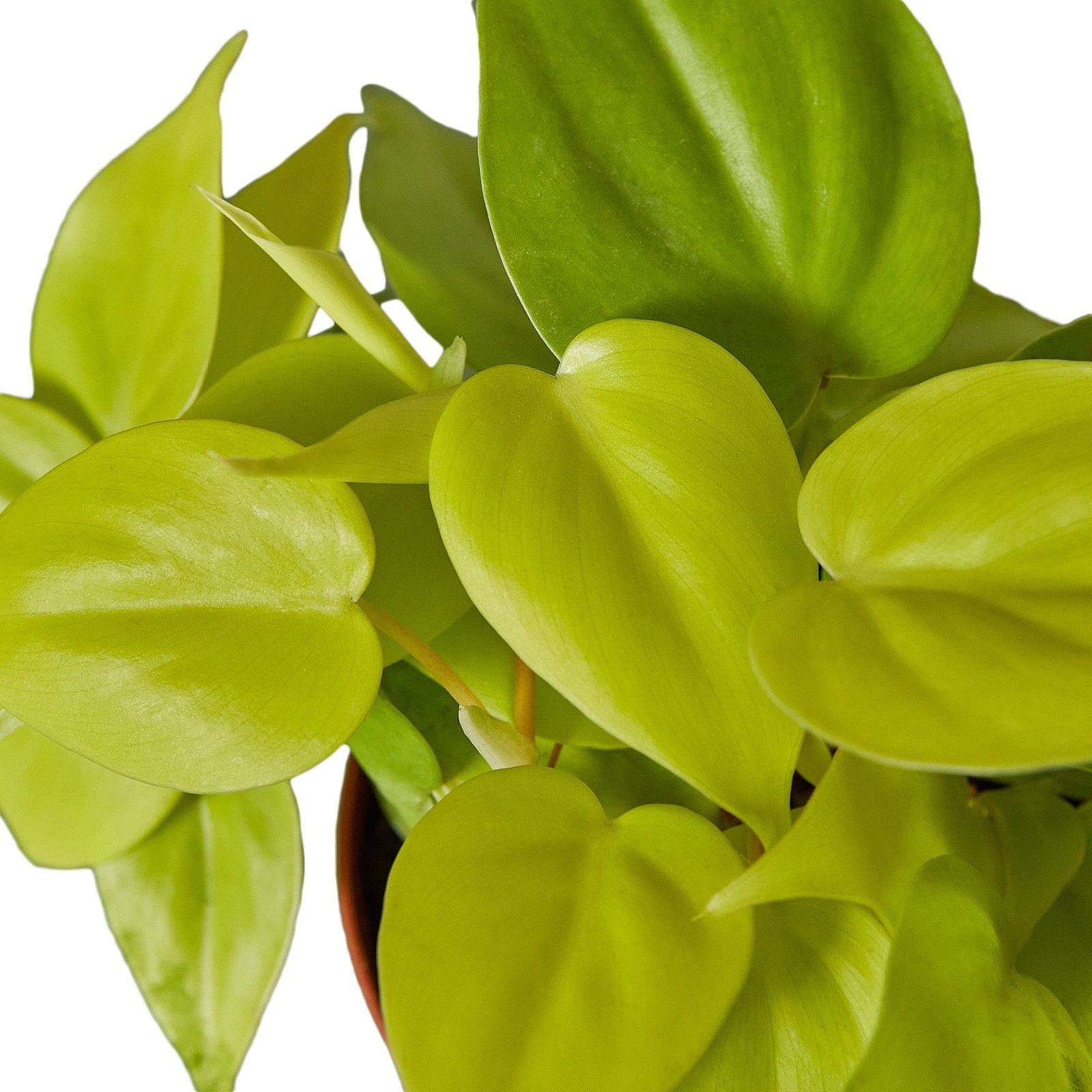 Philodendron ‘Neon’