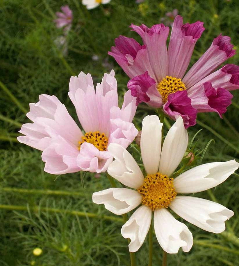 500 Cosmos Flower Seeds Sea Shells Bipinnatus