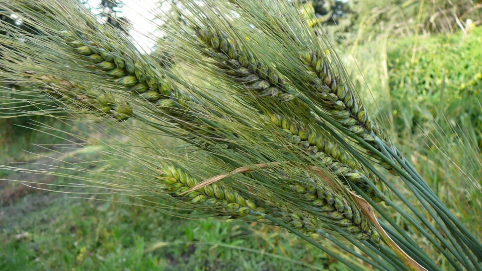 Peruvian Trigo Wheat Seeds (200) / ORGANIC / FLORIDA GROWN