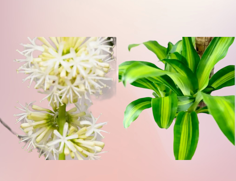 Fresh Cutting Dracaena Massangeana Fragrans Corn Plant Palo de Agua Brazil Wood