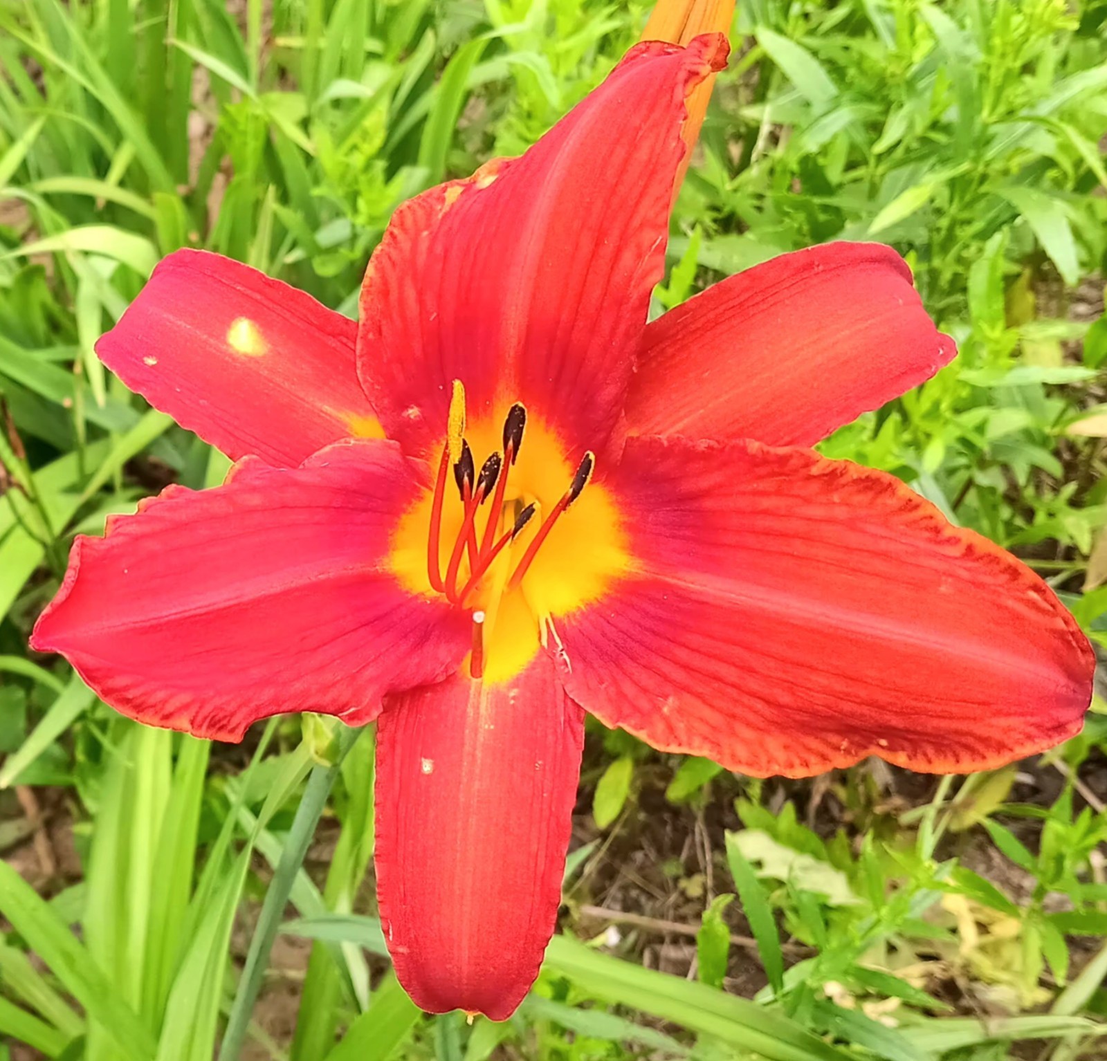 3 Noid Daylily Dark Reddish Orange Yellow throat mid july bloom 36″ high