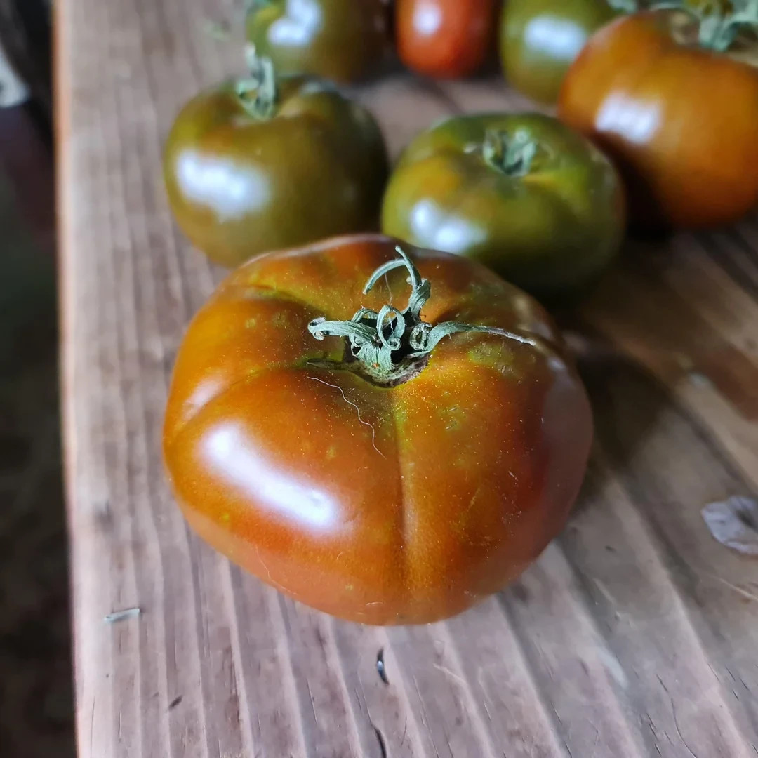 Lot of 4 BLACK KRIM Live Tomato Plants 6 to 8 inches 60+ Days Old