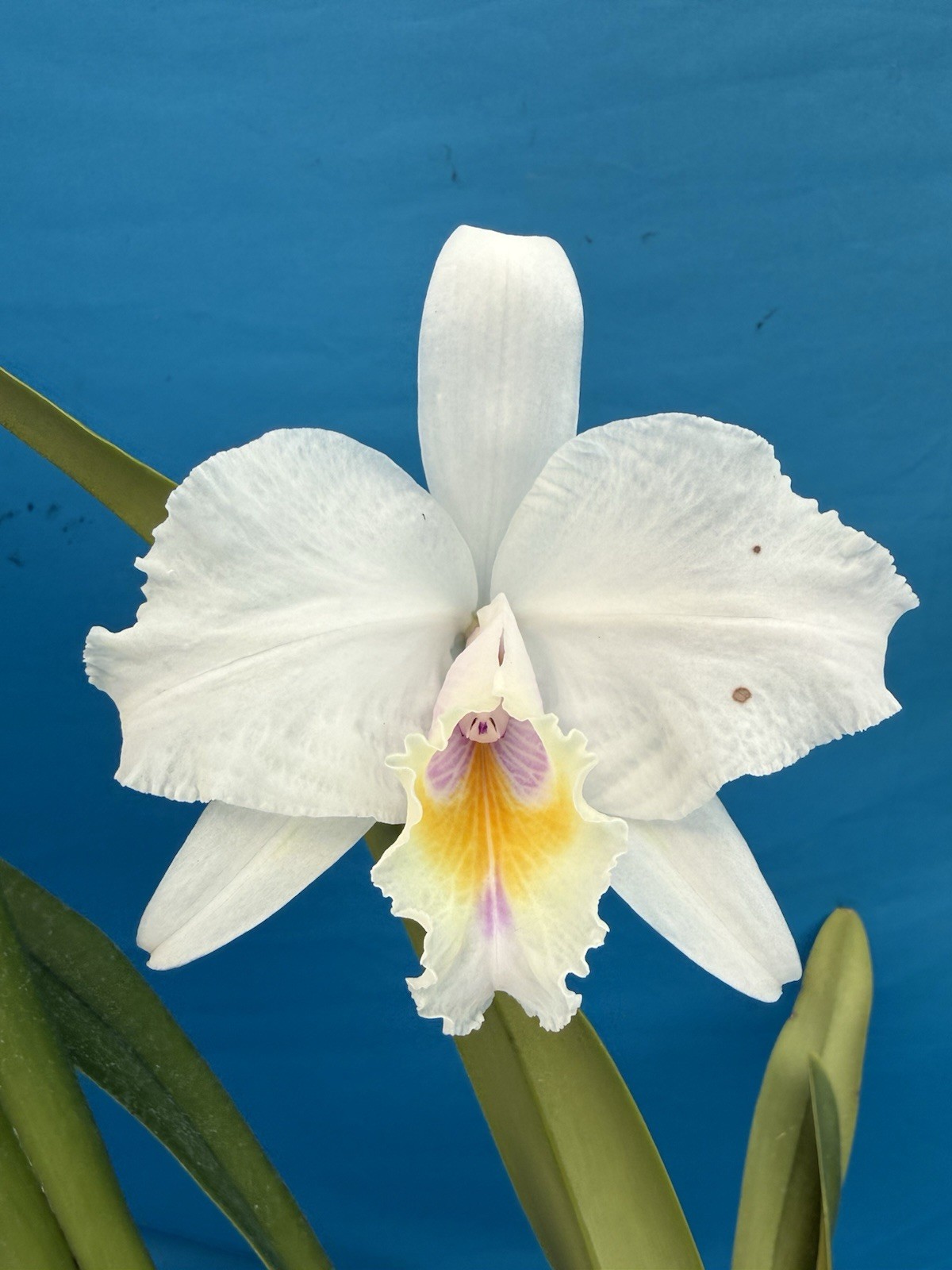 Cattleya quadricolor Orlata X Tipo Pink White Yellow Species 5” Pot 2 SHEATHS