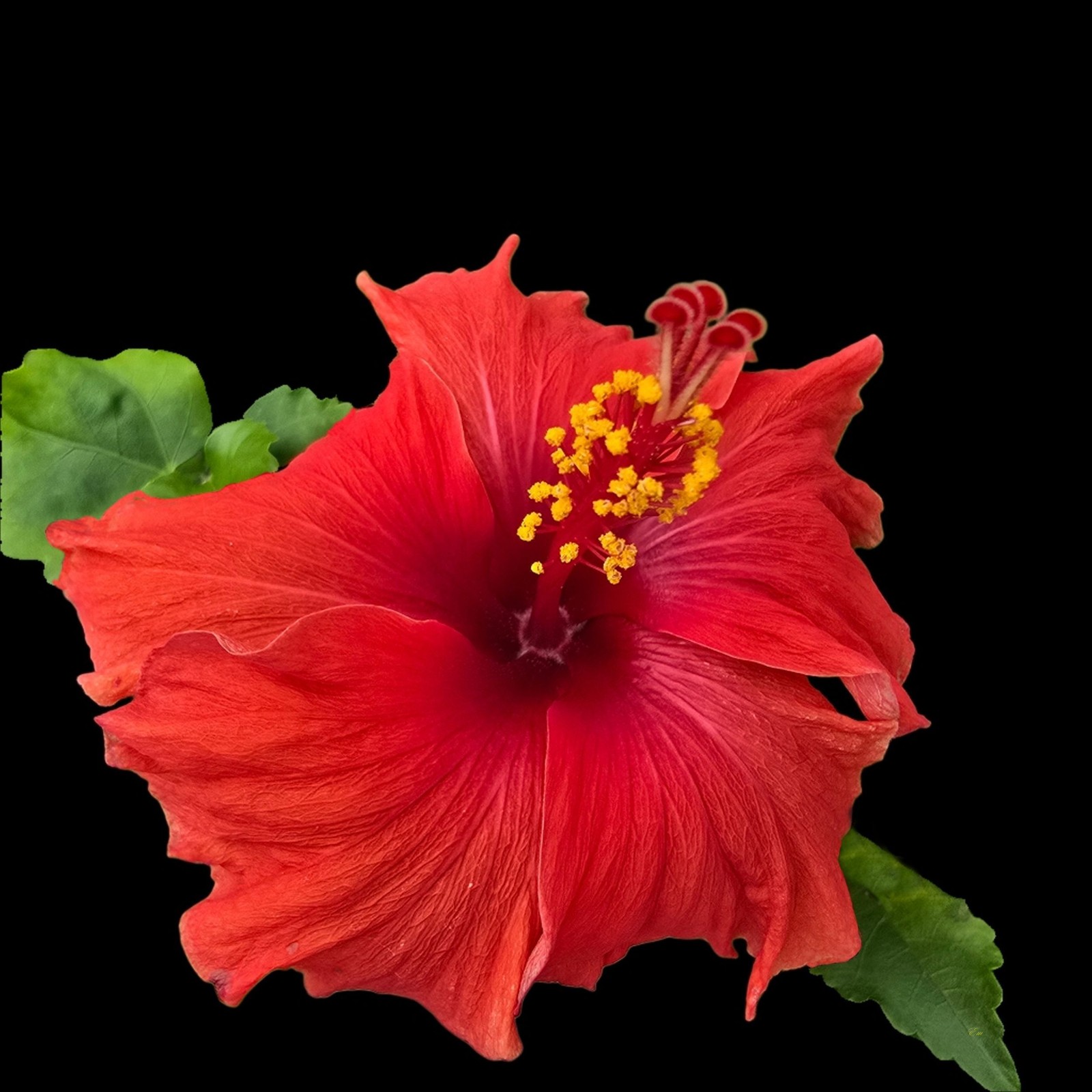 Tropical Exotic Hibiscus Hoochie Coochie Single Fancy Red Flower
