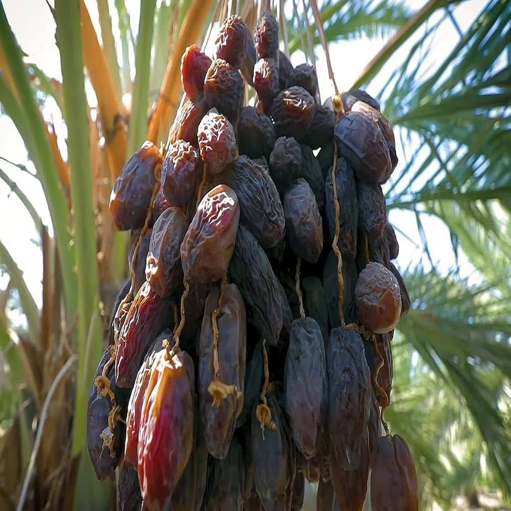 10+ Ajwa Dates Palm Tree Seed Fresh Exotic Palms Seeds
