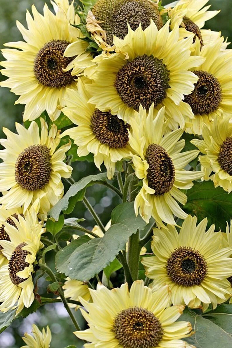 50 Lemon Queen Sunflower Seeds. Organic. USA Seeds. Ships free
