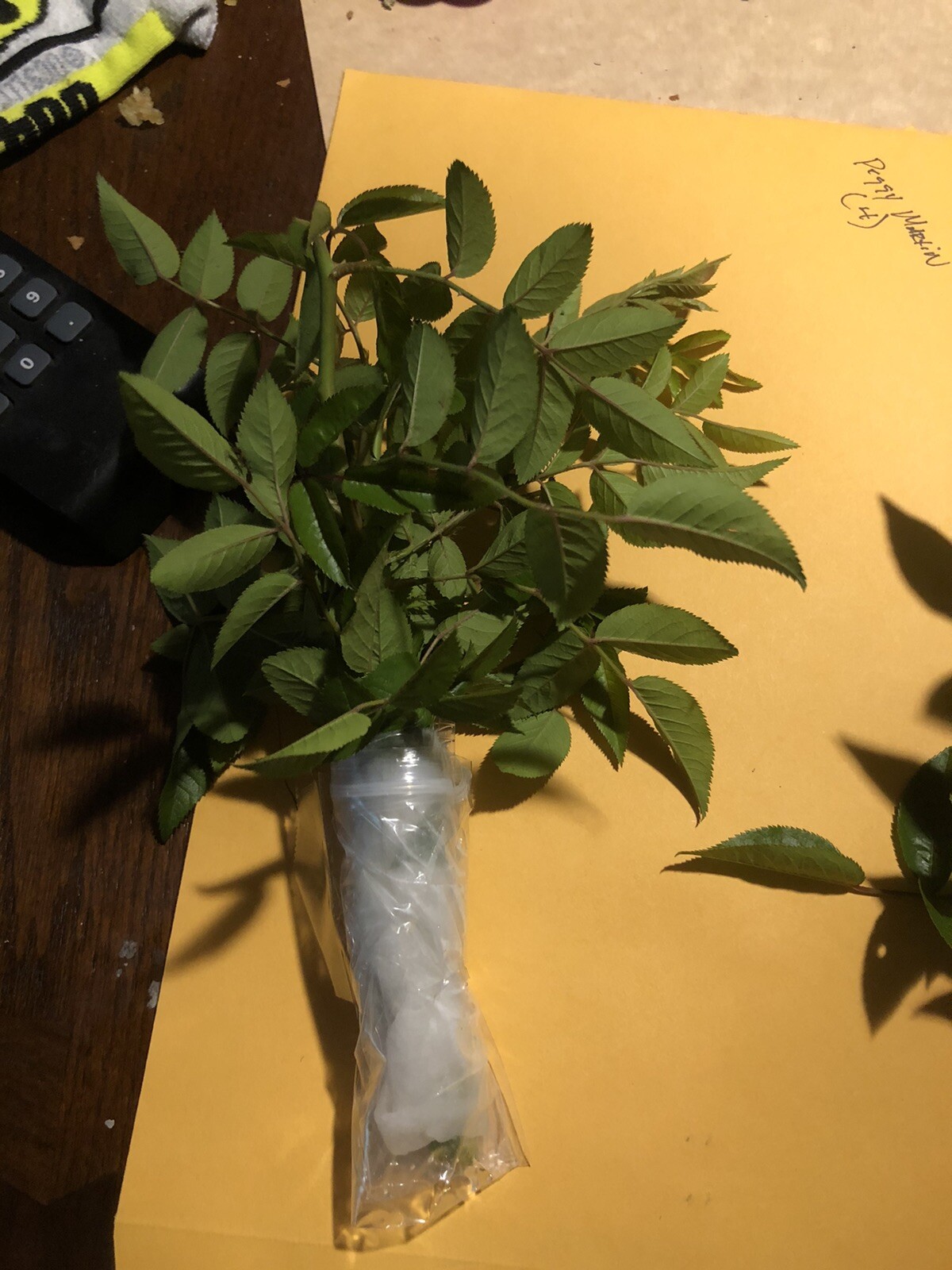 Peggy Martin Rose Cutting ‼️ (6) 10 Inch Cuttings ‼️