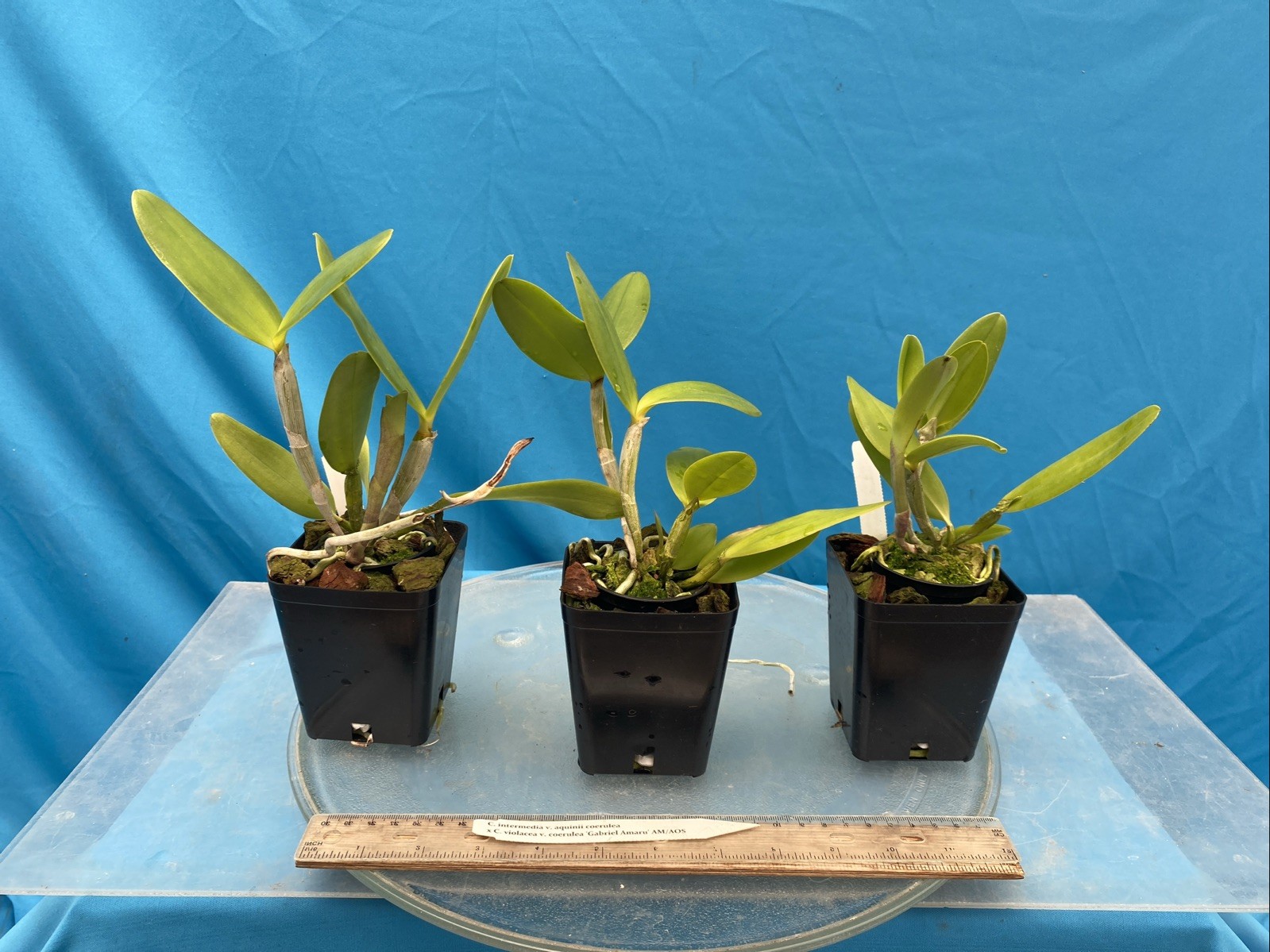 Cattleya intermedia aquinii coerulea X C. violacea Blue White Orchid NBS 4” Pot