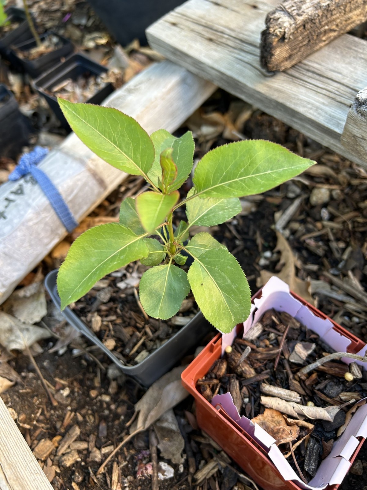 D ‘Anjou Pear Tree seedling, very good taste pear