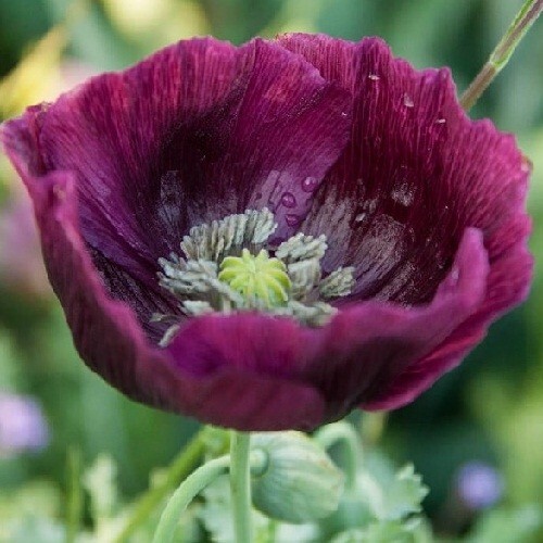 2,500 Heirloom Lauren’s Springer’s Grape Papavaer Somniferum Poppy Seeds Non-GMO
