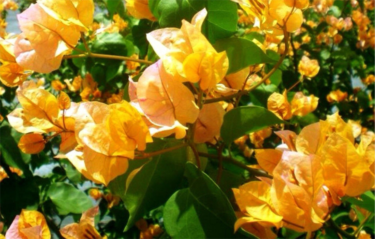 4” Pot of CALIFORNIA GOLD Rooted Bougainvillea Plant-Height & Fullness Varies