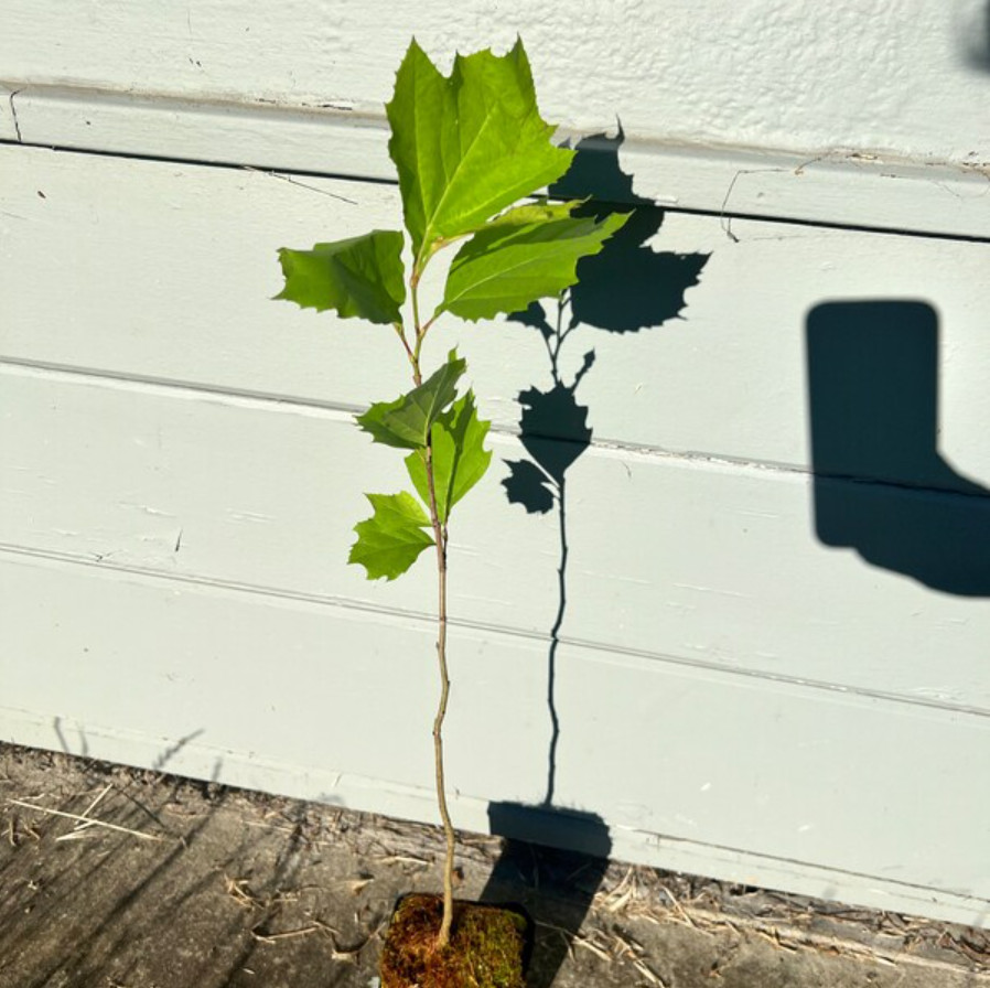 Live American Sycamore Plant – Quart Pot – AK:Bareroot Oct–May –No Ship PR, HI