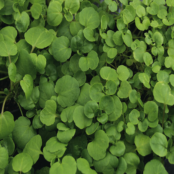Watercress Cress Seeds | Heirloom – Non-GMO | Free Shipping | Herb Seeds | 1157