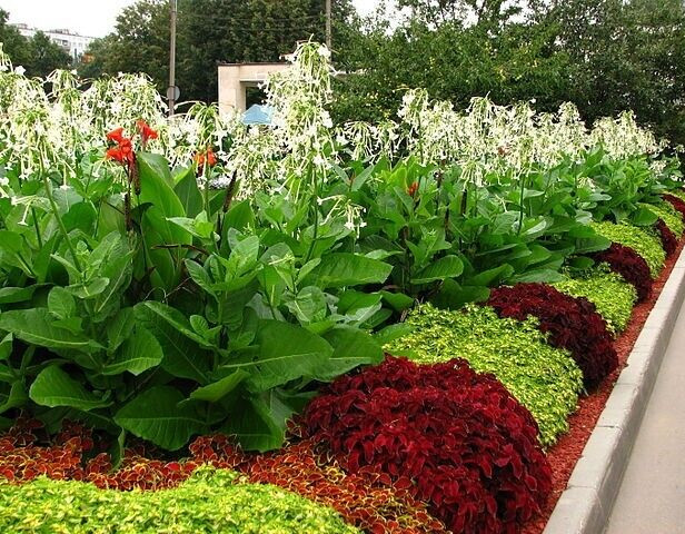 FLOWERING TOBACCO 550 SEEDS, WHITE, LONG, TUBULAR FLOWERS, NICOTIANA SYLVESTRIS