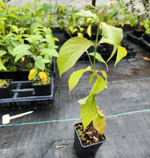 2 Live White Dogwood Tree – Cornus florida – 6–8” Tall – Deciduous Tree