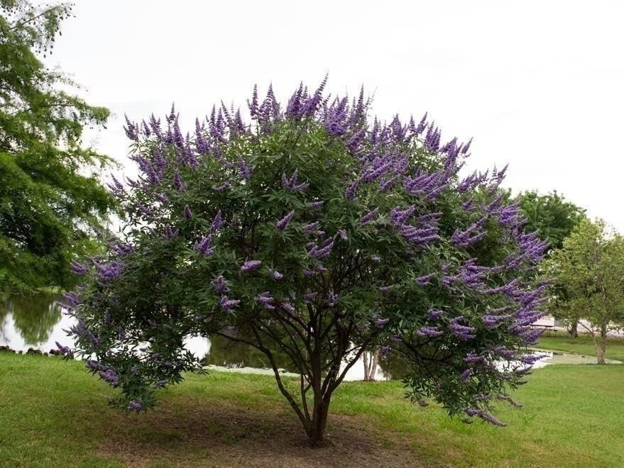Chaste Tree | 2 Inch | Vitex agnus-castus | Low Maintenance | Purple Flowers