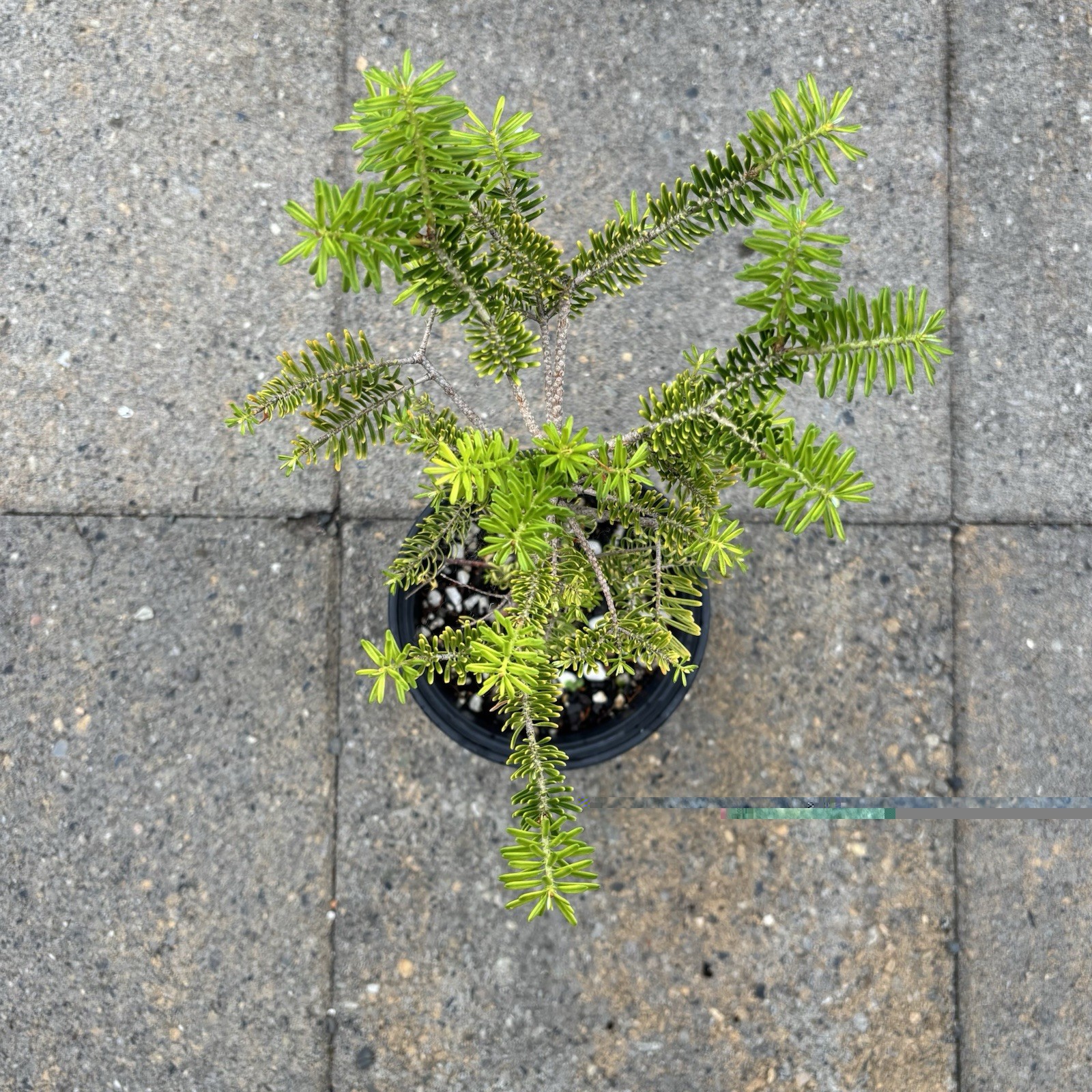 Korean Fir “silberlocke” bonsai, Beautiful Reddish Bark, Very Healthy!