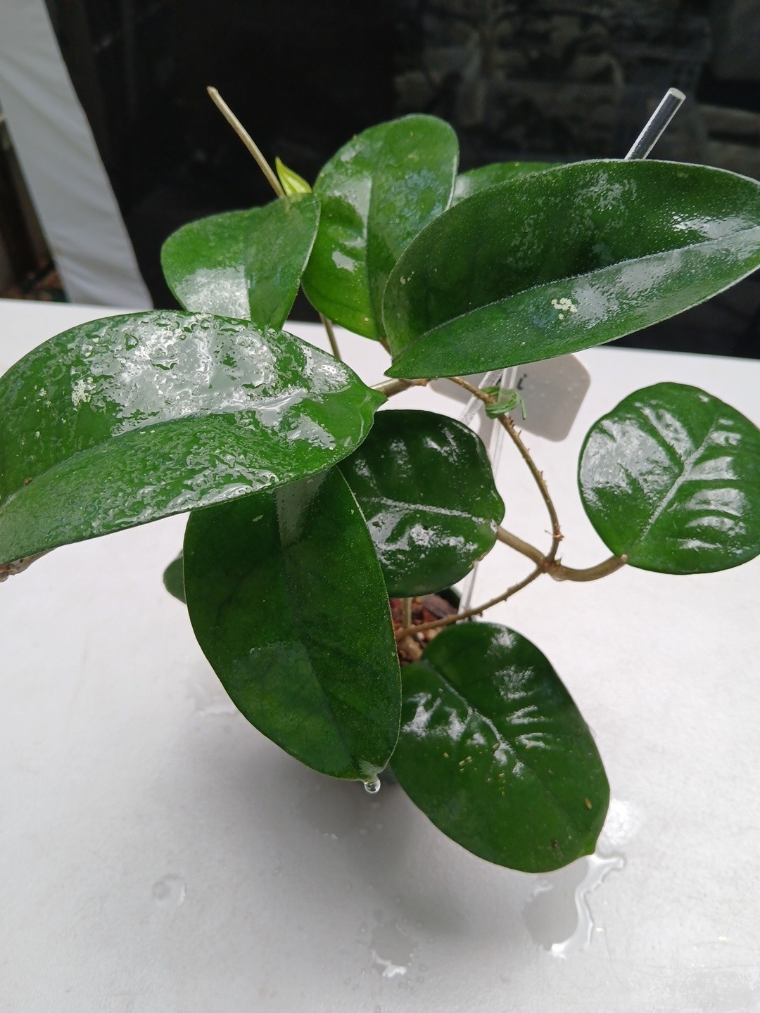 #379- HOYA FUNGI I LIVE PLANT, LARGE LEAF, LARGE PLANT,