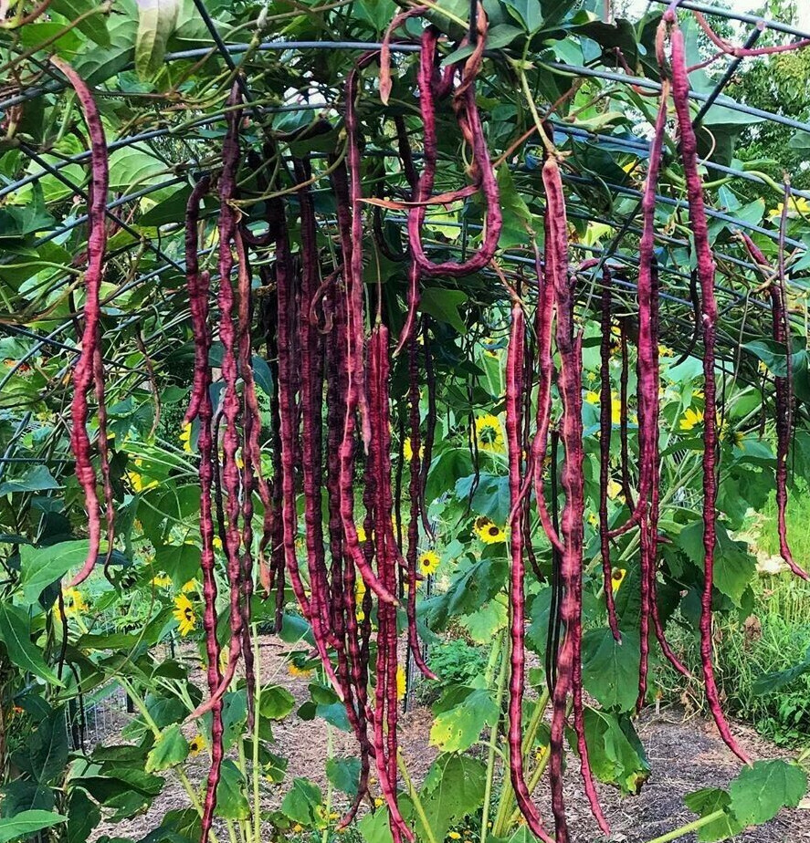 Red Noodle Yard Long Bean Seeds | Asparagus Edamame Cowpea Beans Asian Seed 2024