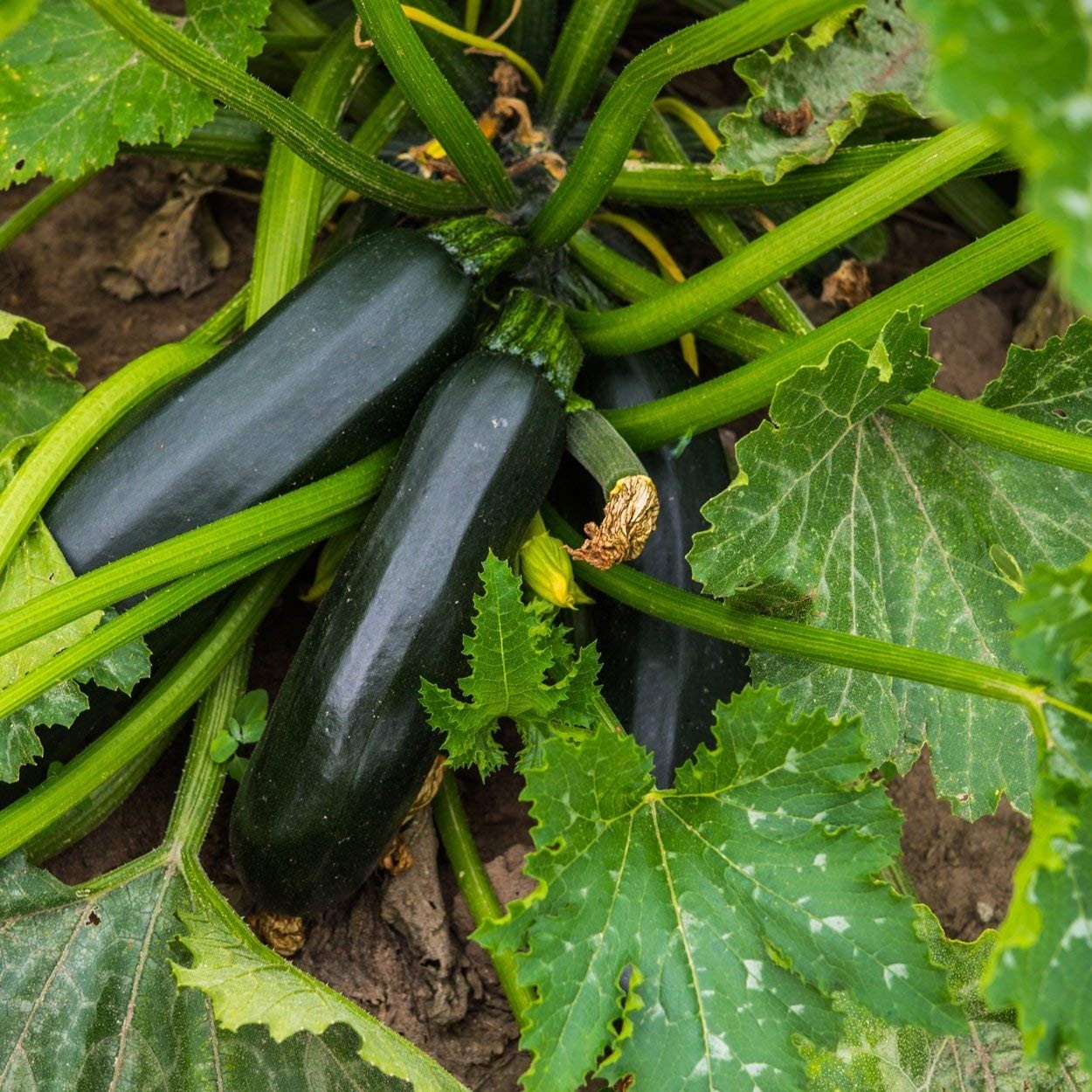 The Old Farmer’s Almanac Heirloom Summer Squash Seeds approx 50 seeds, Yellow
