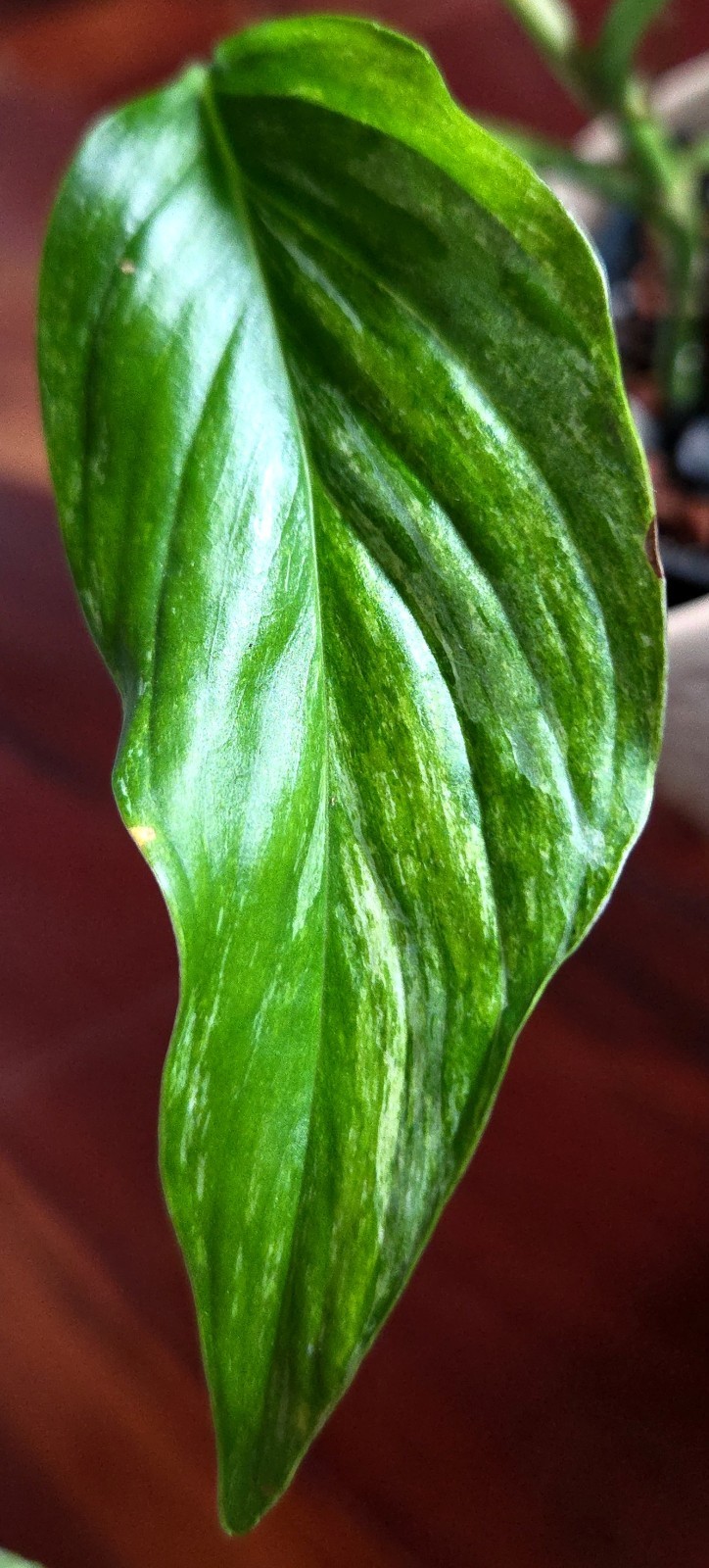 Rare Monstera Laniata Mint 11″ Tall 2 Plants Aroid Not Philodendron Anthurium