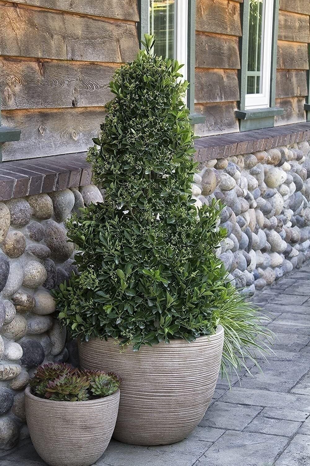 Ligustrum Waxleaf Privet | Quart | Ligustrum japonicum | Low Maintenance | Hardy