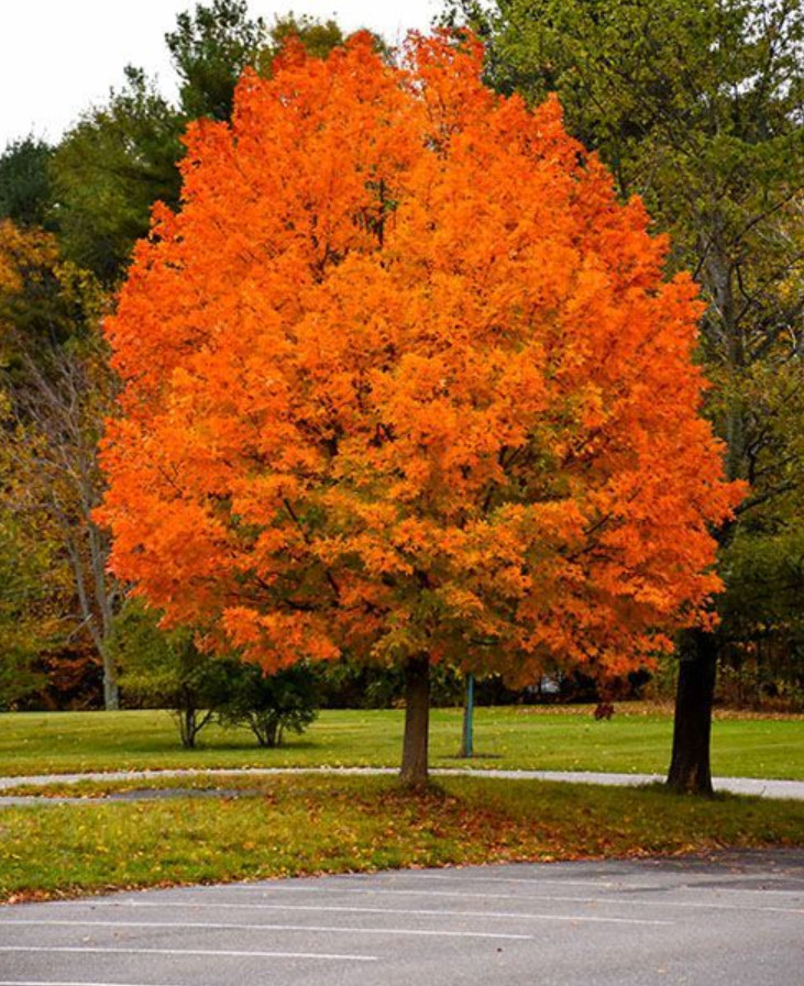 Live Sugar Maple Plant – Quart Pot – Fall Color Ornamental Landscape Tree