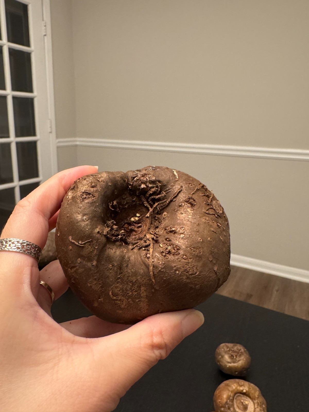Amorphophallus maxwellii Bulb – Rare Tropical House Plant, Exotic Dark Foliage