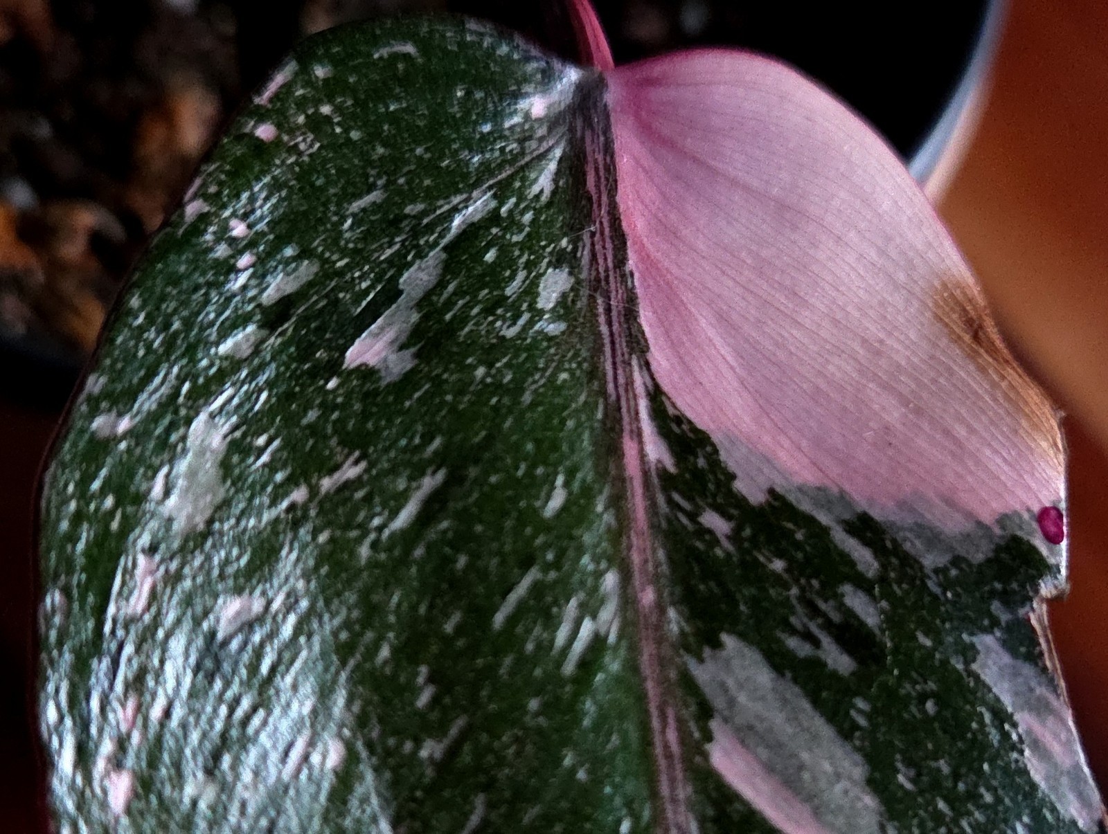 Rare Philodendron Dark Cherry Princess Galaxy 15″ Wide Not Monstera Anthurium