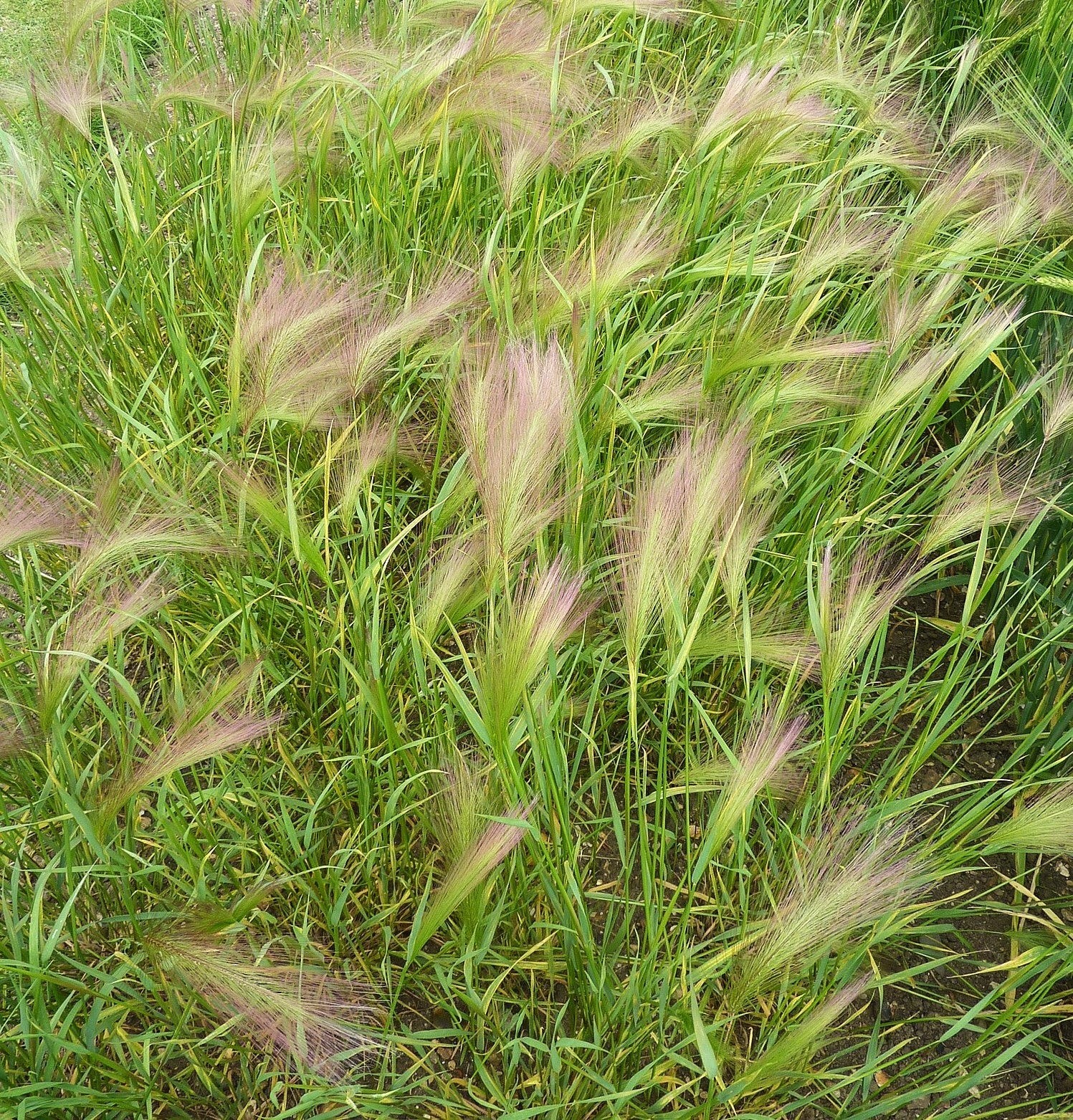 Squirrel Tail Grass Seeds – For 2025 Planting Foxtail Barley Bobtail