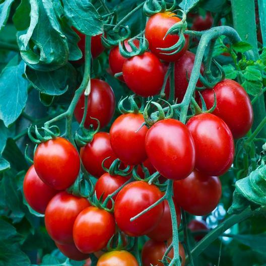 #13 Heirloom Vegetable Seeds 6 Variety Garden Set Emergency Survival NON-GMO WOW