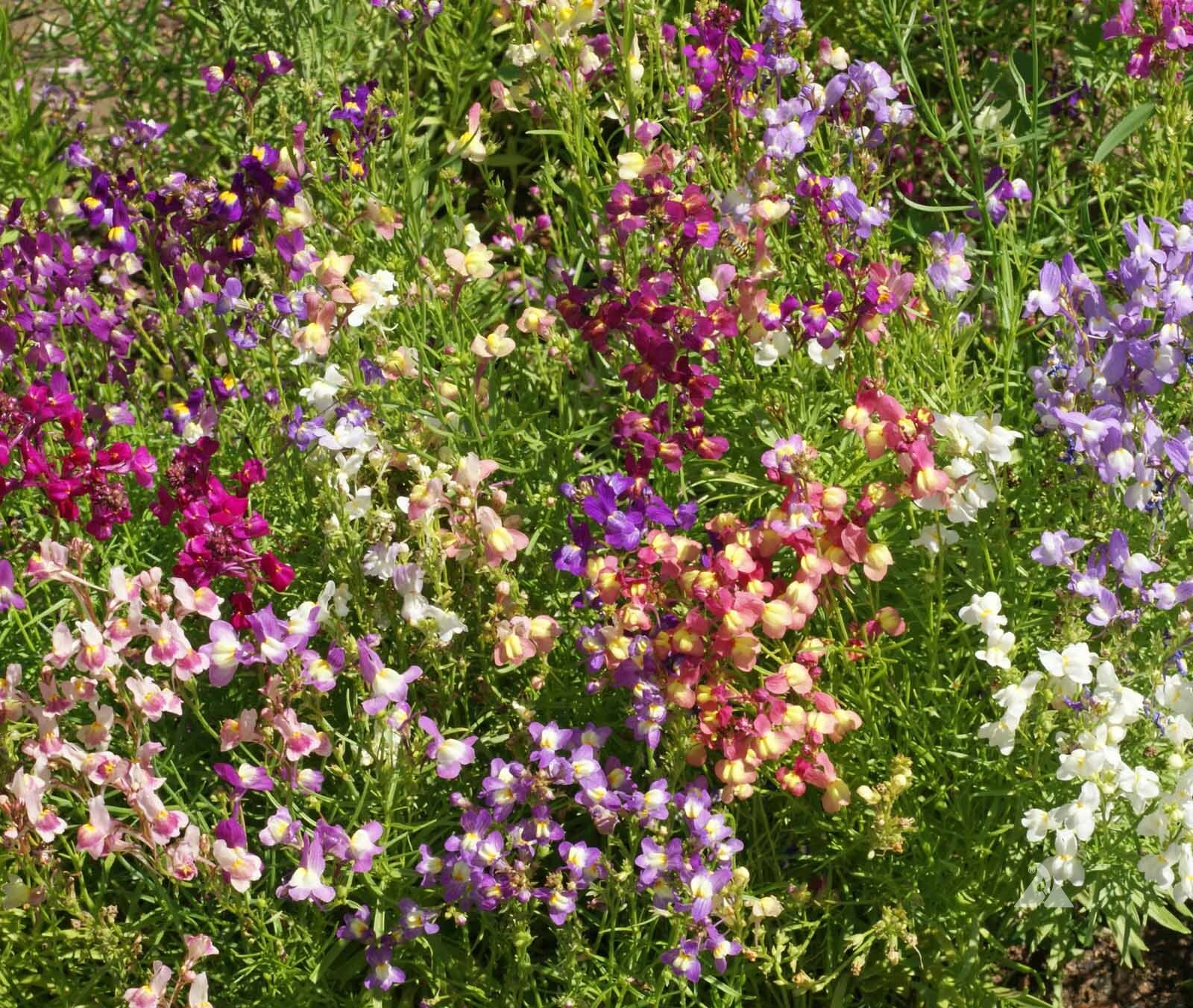 Wildflower Mix LOW GROWING Short Flowers w/ Perennials USA Non-GMO 1000+ Seeds!
