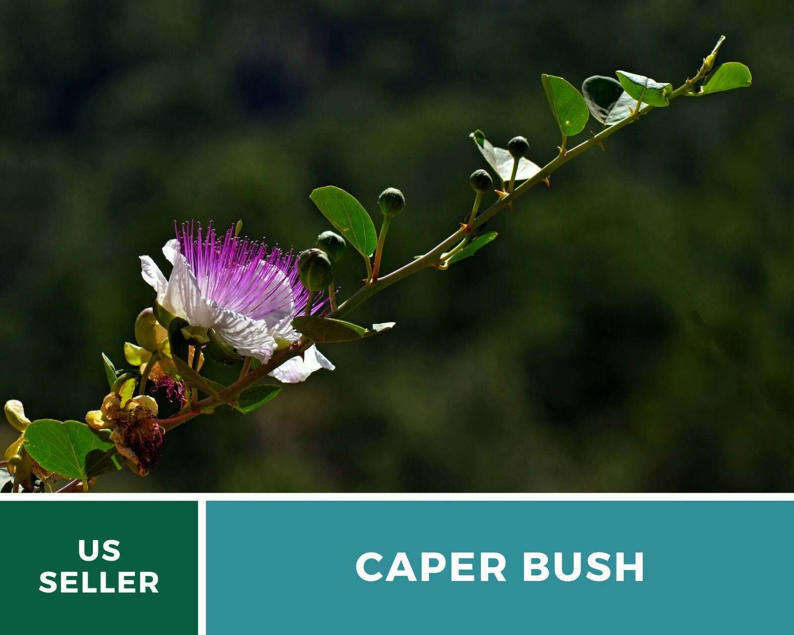 Capers (Caper Bush) – Heirloom Seeds – Culinary and Medicinal Plant (Capparis sp