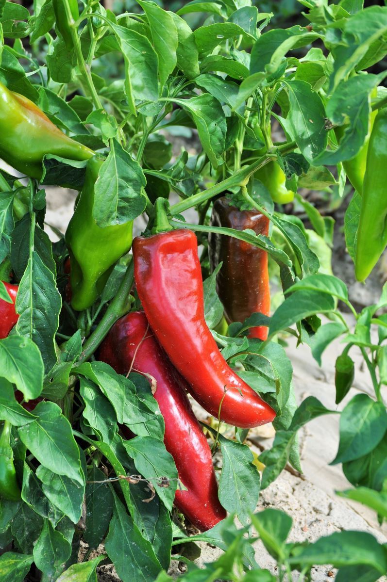 Barker’s New Mexico hot pepper seeds non-gmo heirloom open pollinated HOTTEST!
