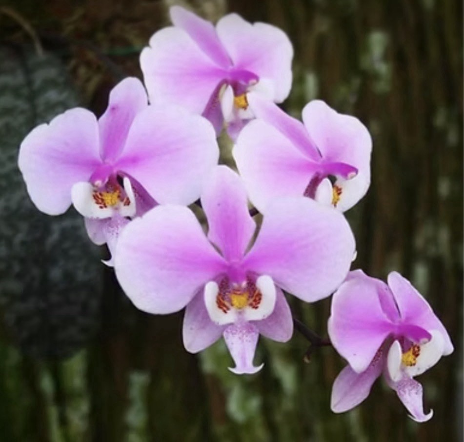 Phalaenopsis schilleriana – Species – 3” Pot – Beautiful Leaves – Fragrant