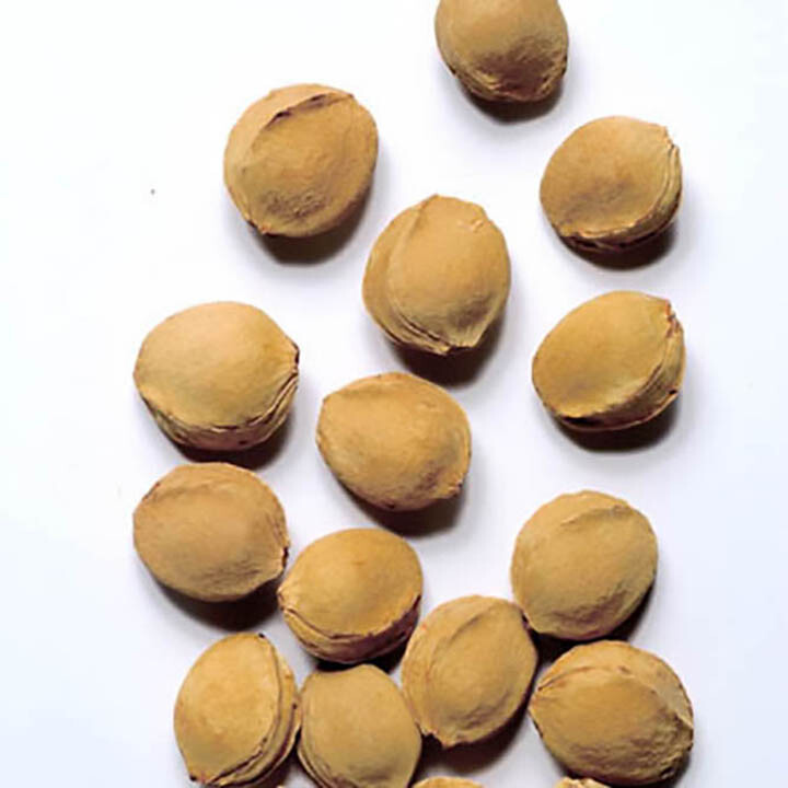 Apricot, Prunus armeniaca, Tree Seeds (Fast, Hardy, Edible, Showy, Fall Color)