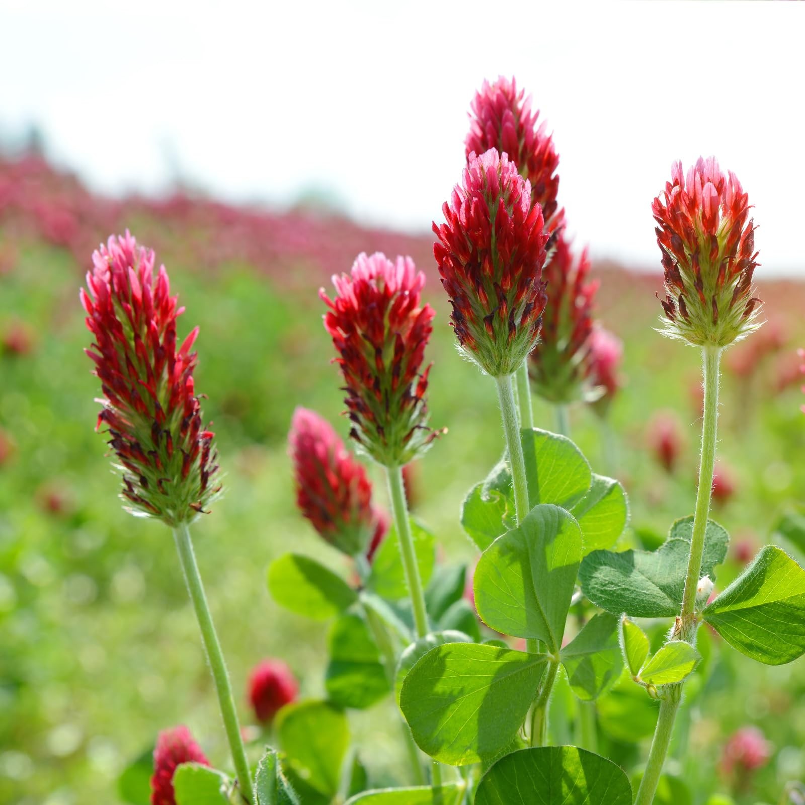 Crimson Clover Seeds 2 Lbs Annual Red For Lawn Garden Pasture Attracts Pollinato