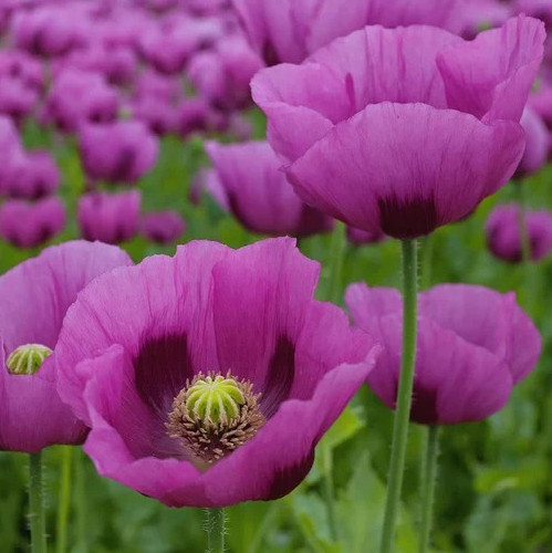 HUNGARIAN BREADSEED POPPY SEEDS 500+ purple ANNUAL flower GARDEN FREE SHIPPING