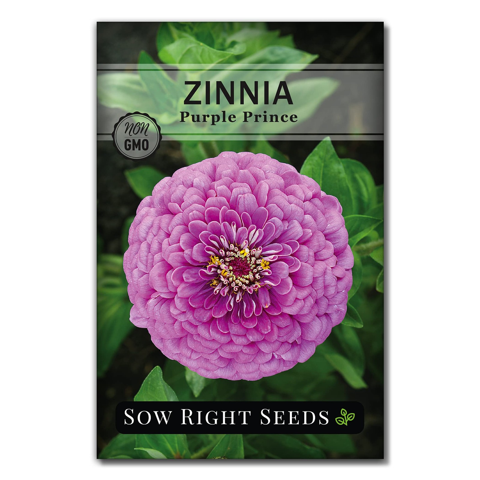 Sow Right Seeds – Purple Prince Zinnia Flower for Planting – pink