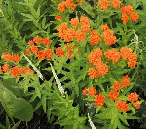 Asclepias tuberosa | Orange Milkweed | 150 Seeds